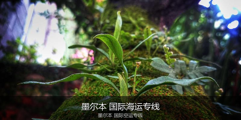 中国出口澳大利亚海运清关全攻略